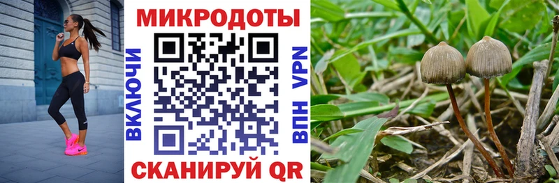 Псилоцибиновые грибы Cubensis  где найти   Дорогобуж 